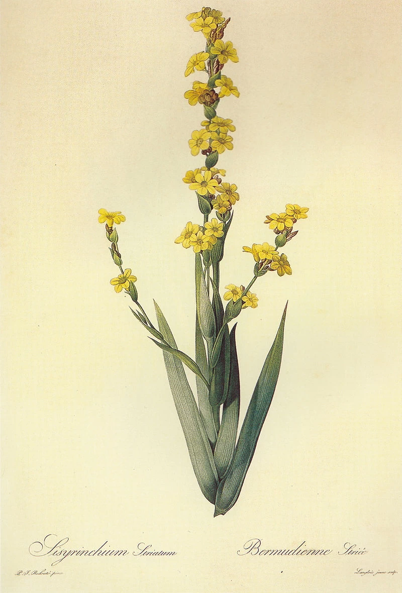 Sisyrinchium striatum